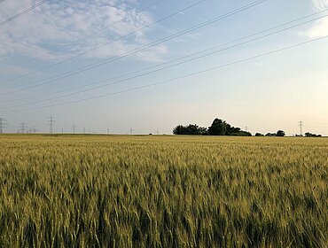 Strommast und Landwirtschaft