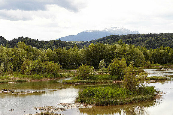      Das 10,4 ha große Flachwasserbiotop beim Drau-Kraftwerk Rossegg-St. Jakob ist ein einzigartiges Naturschutzgebiet in Kärnten