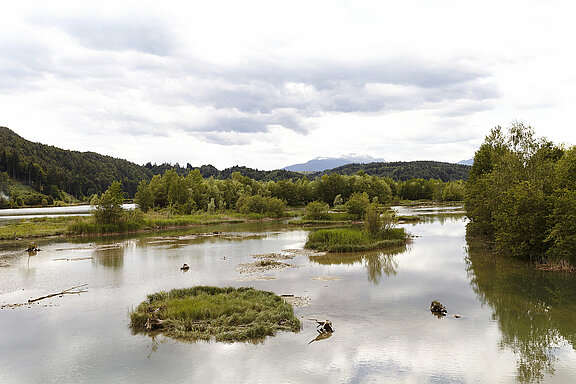      Das 10,4 ha große Flachwasserbiotop beim Drau-Kraftwerk Rossegg-St. Jakob ist ein einzigartiges Naturschutzgebiet in Kärnten