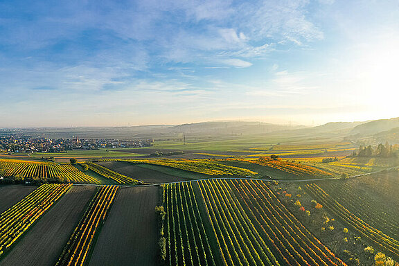 Weinberge im Weinviertel